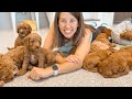 16 Goldendoodle Puppies Take Over The Garage Nursery