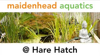 Maidenhead Aquatics @ Hare Hatch