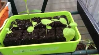 Soaked vs unsoaked seeds (cucumbers)