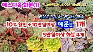 예스다육(1) 예쁜 군생 짚시 에케머큐리 페리도트 샤포테 10%할인 예운분 5개 중 1개랜덤 선물