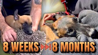Malinois Bite Work Progress Over 6 Months