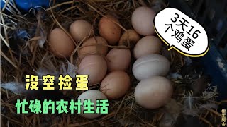 农村的阿金冬季很忙，3天没捡鸡蛋，脐橙黄了也没空打理