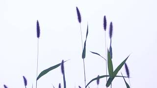 Setaria viridis - Nature Relaxation (17 seconds)