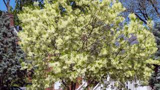 Chinese Fringe Trees For Sale Bundle Deal Chionanthus Retuses 1 year 8 to 12 inches Tall Bare Root