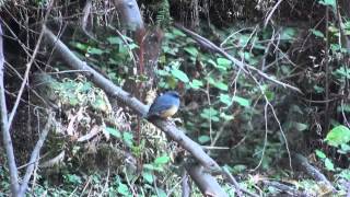 Nilgiri Blue Robin