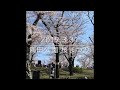 隅田公園 桜まつり 2019 3 31