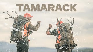 Tamarack - A Mountain Mule Deer Hunting Film - By Pnwild