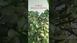 염좌는 물을 한달에 한번쯤 주면 되는데 그시기 맞추는게 좀 쉽지 않아요 과습하면 안 됩니다 겨울철에는 3개월 정도 물 안 주어도 되요