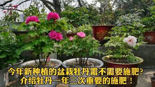 今年新栽种的盆栽牡丹能施肥么？介绍牡丹花一年三次重要的施肥！