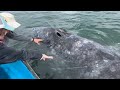 GRAY WHALES OF MAGDALENA BAY with Highland Experiences