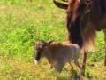 wildebeest giving birth