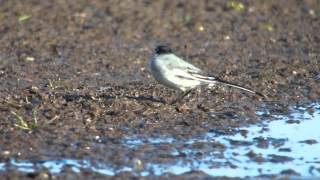 野鳥　ハクセキレイ ２　White Wagtail