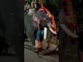 elephant  attack  calicut Govindapuram ayappan velakku 24-12-2022