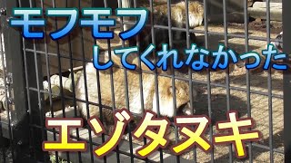 モフモフしてくれなかったエゾタヌキ。おびひろ動物園、2019/12/1.