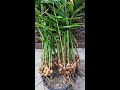 how to grow lots of ginger grow ginger in pots shorts youtubeshorts trendingshorts shortfeed