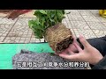 【开箱评测030】花友们期待的栀子花来了！20.6的苗情能得几分？3个关键点养好大叶栀子！unboxing gardenia for 20.6rmb with 3 planting tips！