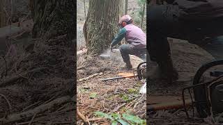 Felling a cedar not so experienced dealing with big one please sweat comments on me tres defeb