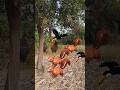 3 Squirrel Dusky-Capped Flycatcher And Hen Toucan #shorts #shortsviral #youtubeshorts