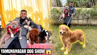 Biggest Dog Show in Yamunanagar with My American Bully 😱