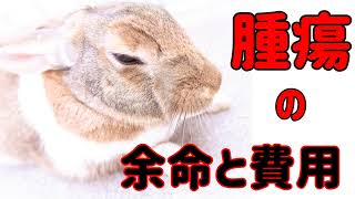 【うさぎの腫瘍（がん）予後と費用】手術の価値は?＃98　うさぎの病気Vol.34