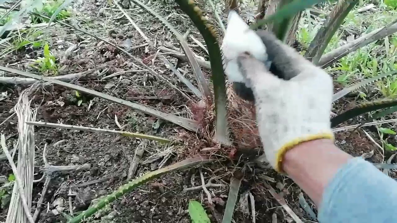 Cara Pengendalian Hama Kumbang Badak Mengunakan Garam Di Kebun Kelapa ...