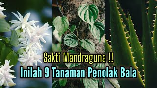 Rumah Jadi Tenteram !! Inilah 9 Tanaman Penolak Bala Yang Sakti Mandraguna