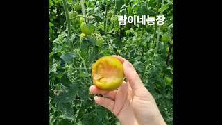 대저짭짤이토마토 짭짤한 소리