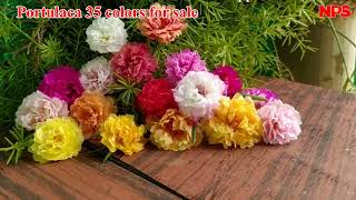 Portulaca 30 colors for sale online - Pathumani Poovu -Table Rose - Moss Rose -WhatsApp : 8248414402