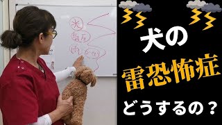 犬の「雷恐怖症」どうするの！？予防法と治療法