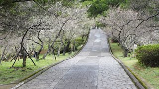 恰似人間仙境 2025年梅花季來啦！桃園角板山太夢幻了！