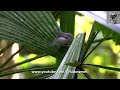 ashy tailorbird tried to bathe on wet leaves chick imitated action