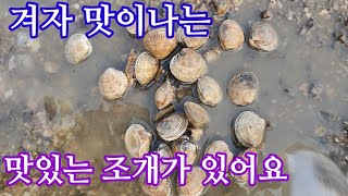 살조개 잡으러 다녀왔어요 한번 끓여먹을 정도 잡았네요  맛이 좋은 조개  살조개 #살조개 #개조개 #해루질 #바지락  #낙지