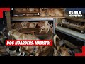 GMA News Feed: Dog hoarders, nabisto!