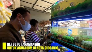 BERBURU TANAMAN AIR UNTUK AKUARIUM DI KOTA SIDOARJO