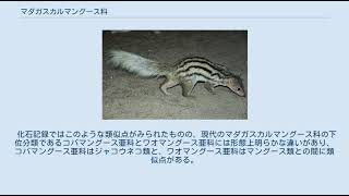 マダガスカルマングース科