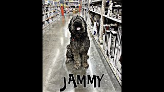 Jammy | 1.5 Leonberger Mix | Best Trained Dogs of OR | Portland OffLeash K9 Training