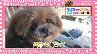 【ポメシー】寒い冬でも出窓からお外をパトロールビビちゃん