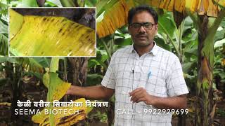 केळीवरील सिगाटोका (करपा) नियंत्रण | Seema Biotech | Contact - 9922929699 |