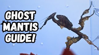 Ghost Mantis Care Guide | Phyllocrania Paradoxa Guide | Spooderpods