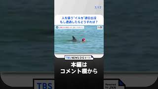 人を襲うイルカ 連日ビーチに出没　体当たりされ、ろっ骨折る大けがも…「もし遭遇したら手を開かずグーに」　連休中に水の事故も相次ぐ【news23】｜TBS NEWS DIG#shorts