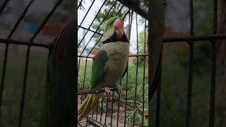 ମିଟୁ ଆଜି ରାଗିଛି 😁 #trending #viral #trendingshorts #viralvideo #new #odiasong #odiasadstatus #birds