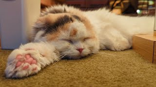 【肉球天国】猫カフェで30匹の猫たちに埋もれてみた🐈💕/The best cat cafe in Japan