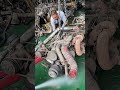 diesel engine yuchai engine shorts