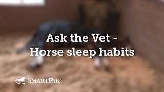 Ask the Vet - Horse sleep habits