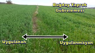 Adana-Ceyhan Buğdayda Yaprak Gübrelemesi Kardeşlenme Nasıl Sağlanır