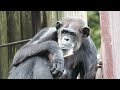 ジージョの魅力（the appeal of jiehjyo）　千葉市動物公園　チンパンジー　202209