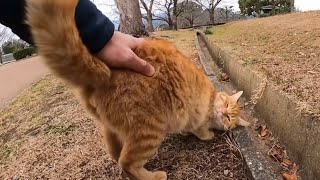 茶トラ猫の甘え声と甘え方にメロメロになりました