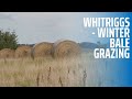 Whitriggs Farm - Winter Bale Grazing