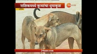 नाशिकमध्ये कुत्र्यांंचा धुमाकूळ