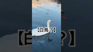 かえくるがいく　小田急山中湖フォレストコテージ　えっ？白鳥？？？　#キャンプ  #湖畔　#気温マイナス